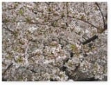ブラシ植毛台としても使用される桜の木の画像です